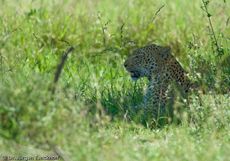 leopard (25 von 60).jpg